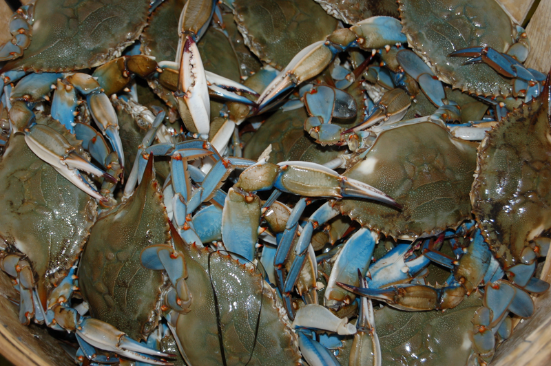 Blue crabs. Credit: Chesapeake Bay Foundation/cbf.org